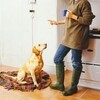EDUCATION CANINE COMPORTEMENTALISTE